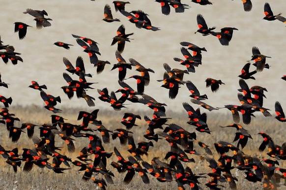 Red-winged Blackbirds at Agate Lake by Frank D. Lospalluto CC BY-NC-ND 2.0